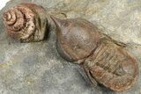 Rare, Pelagic Trilobite (Cyclopyge) With Snail - Huge Eyes #376899-3